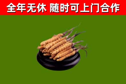 宜昌烟酒回收冬虫夏草.jpg
