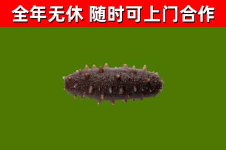 宜昌烟酒回收干海参.jpg